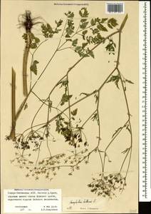 Chaerophyllum bulbosum L., Caucasus, North Ossetia, Ingushetia & Chechnya (K1c) (Russia)