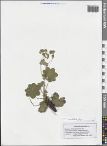 Alchemilla bungei Juz., Eastern Europe, Middle Volga region (E8) (Russia)