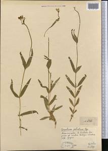 Dichodon maximum (L.) Á. Löve & D. Löve, Middle Asia, Dzungarian Alatau & Tarbagatai (M5) (Kazakhstan)