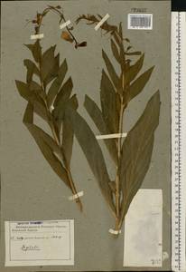Digitalis grandiflora Mill., Eastern Europe, Eastern region (E10) (Russia)