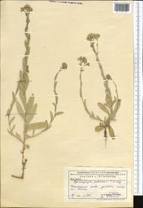 Lepidium appelianum Al-Shehbaz, Middle Asia, Caspian Ustyurt & Northern Aralia (M8) (Kazakhstan)