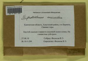 Niphotrichum ericoides (Brid.) Bedn.-Ochyra & Ochyra, Bryophytes, Bryophytes - Chukotka & Kamchatka (B21) (Russia)