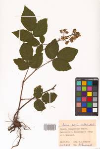 Rubus hirtus Waldst. & Kit., Eastern Europe, West Ukrainian region (E13) (Ukraine)