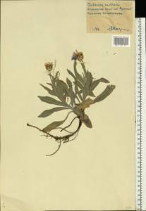 Centaurea triumfettii subsp. axillaris (Willd. ex Celak.) Stef. & T. Georgiev, Eastern Europe, Central forest-and-steppe region (E6) (Russia)