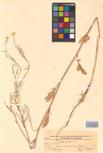 Brassica juncea (L.) Czern., Siberia, Russian Far East (S6) (Russia)