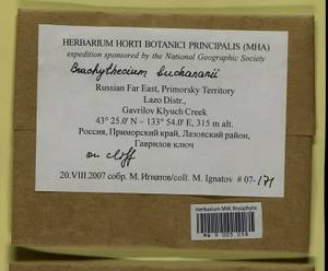 Brachythecium buchananii (Hook.) A. Jaeger, Bryophytes, Bryophytes - Russian Far East (excl. Chukotka & Kamchatka) (B20) (Russia)