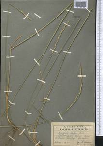 Thinopyrum intermedium subsp. intermedium, Middle Asia, Pamir & Pamiro-Alai (M2) (Tajikistan)