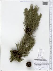 Pinus mugo Turra, Eastern Europe, Moscow region (E4a) (Russia)