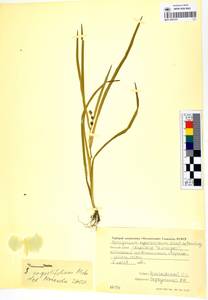 MAG 0003161, Sparganium angustifolium Michx., Siberia, Chukotka & Kamchatka (S7) (Russia)