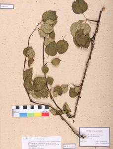 Betula pubescens var. pumila (Zanoni ex Murray) Govaerts, Siberia, Altai & Sayany Mountains (S2) (Russia)