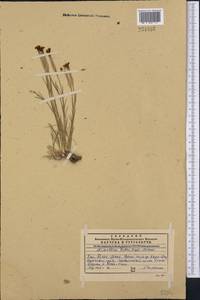 Dianthus crinitus subsp. tetralepis (Nevski) Rech. fil., Middle Asia, Western Tian Shan & Karatau (M3) (Kazakhstan)