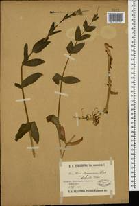 Dichodon davuricum (Fisch. ex Spreng.) Á. Löve & D. Löve, Caucasus, Stavropol Krai, Karachay-Cherkessia & Kabardino-Balkaria (K1b) (Russia)