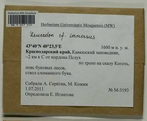 Leucodon immersus Lindb., Bryophytes, Bryophytes - North Caucasus & Ciscaucasia (B12) (Russia)