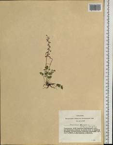 Thalictrum alpinum L., Siberia, Altai & Sayany Mountains (S2) (Russia)