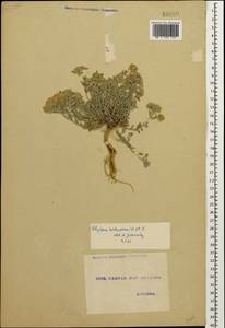 Odontarrhena tortuosa (Waldst. & Kit. ex Willd.) C.A.Mey., Caucasus, Georgia (K4) (Georgia)