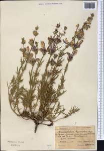 Dracocephalum bipinnatum Rupr., Middle Asia, Northern & Central Tian Shan (M4) (Kyrgyzstan)