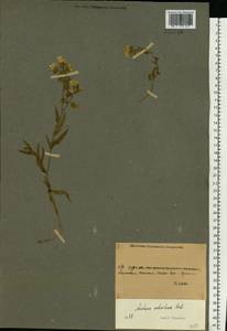 Anchusa ochroleuca M. Bieb., Eastern Europe, North Ukrainian region (E11) (Ukraine)