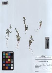 KUZ 003 577, Corispermum sibiricum Iljin, Siberia, Altai & Sayany Mountains (S2) (Russia)