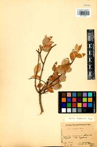 Salix bebbiana Sarg., Siberia, Baikal & Transbaikal region (S4) (Russia)