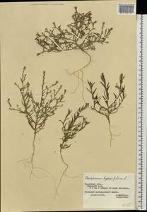 Corispermum hyssopifolium L., Eastern Europe, Central region (E4) (Russia)