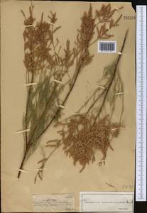 Tamarix ramosissima Ledeb., Middle Asia, Muyunkumy, Balkhash & Betpak-Dala (M9) (Kazakhstan)