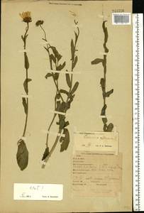 Calendula officinalis L., Eastern Europe, Eastern region (E10) (Russia)