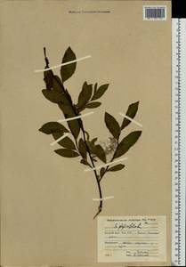 Salix phylicifolia L., Eastern Europe, Northern region (E1) (Russia)