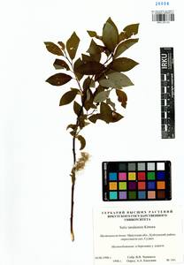 Salix taraikensis Kimura, Siberia, Baikal & Transbaikal region (S4) (Russia)