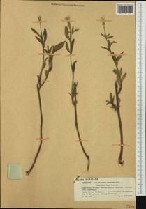 Oenothera villosa subsp. villosa, Western Europe (EUR) (Poland)