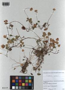 KUZ 000 757, Trifolium repens L., Siberia, Altai & Sayany Mountains (S2) (Russia)
