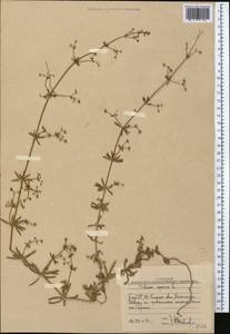 Galium aparine L., Middle Asia, Western Tian Shan & Karatau (M3) (Uzbekistan)