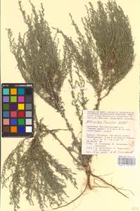 Artemisia taurica Willd., Eastern Europe, Lower Volga region (E9) (Russia)