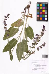 MHA 0 008 103, Salvia pratensis L., Eastern Europe, Central forest-and-steppe region (E6) (Russia)