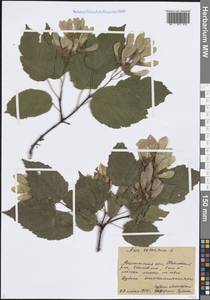Acer tataricum L., Eastern Europe, Central forest-and-steppe region (E6) (Russia)