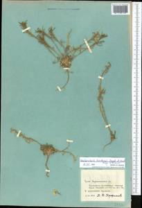 Neotorularia korolkowii (Regel & Schmalh.) Hedge & J. Léonard, Middle Asia, Pamir & Pamiro-Alai (M2) (Tajikistan)