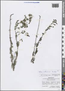 Galium verum subsp. verum, Eastern Europe, Lower Volga region (E9) (Russia)