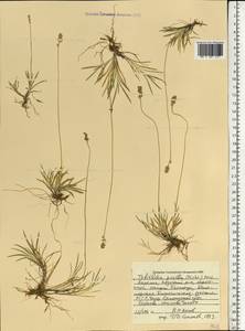 Tofieldia pusilla (Michx.) Pers., Eastern Europe, Northern region (E1) (Russia)