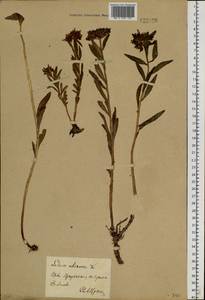 Phedimus aizoon (L.) 't Hart, Siberia, Baikal & Transbaikal region (S4) (Russia)