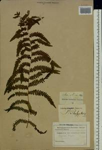 Thelypteris palustris Schott, Eastern Europe, North Ukrainian region (E11) (Ukraine)