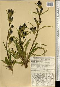 Gentiana dahurica Fisch., Mongolia (MONG) (Mongolia)