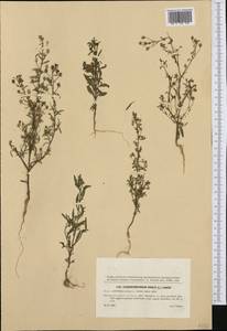 Chaenorhinum minus subsp. minus, Western Europe (EUR) (Denmark)