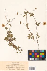 Potentilla reptans L., Eastern Europe, Moscow region (E4a) (Russia)