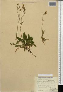 Silene saxatilis Sims, Caucasus, South Ossetia (K4b) (South Ossetia)