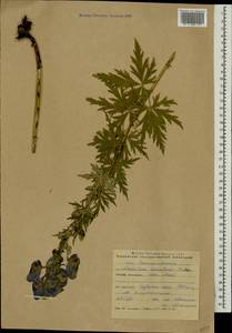 Aconitum variegatum subsp. nasutum (Fischer ex Rchb.) Götz, Caucasus, Krasnodar Krai & Adygea (K1a) (Russia)