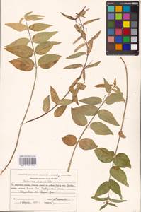 Vincetoxicum albowianum (Kuzn.) Pobed., Eastern Europe, Eastern region (E10) (Russia)