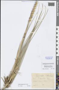 Leymus racemosus (Lam.) Tzvelev, Eastern Europe, Central forest-and-steppe region (E6) (Russia)