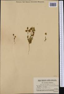 Lomatogonium carinthiacum (Wulfen) Reichenb., Western Europe (EUR) (Austria)