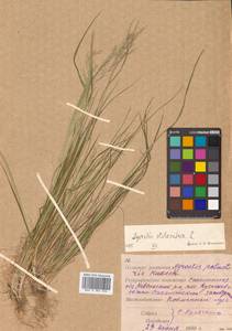 Agrostis stolonifera L., Siberia, Russian Far East (S6) (Russia)