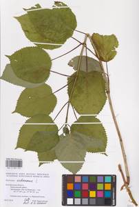 Hydrangea arborescens L., Eastern Europe, Central forest-and-steppe region (E6) (Russia)