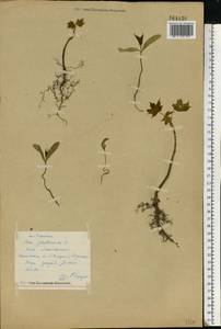 Acer platanoides L., Eastern Europe, Central forest region (E5) (Russia)